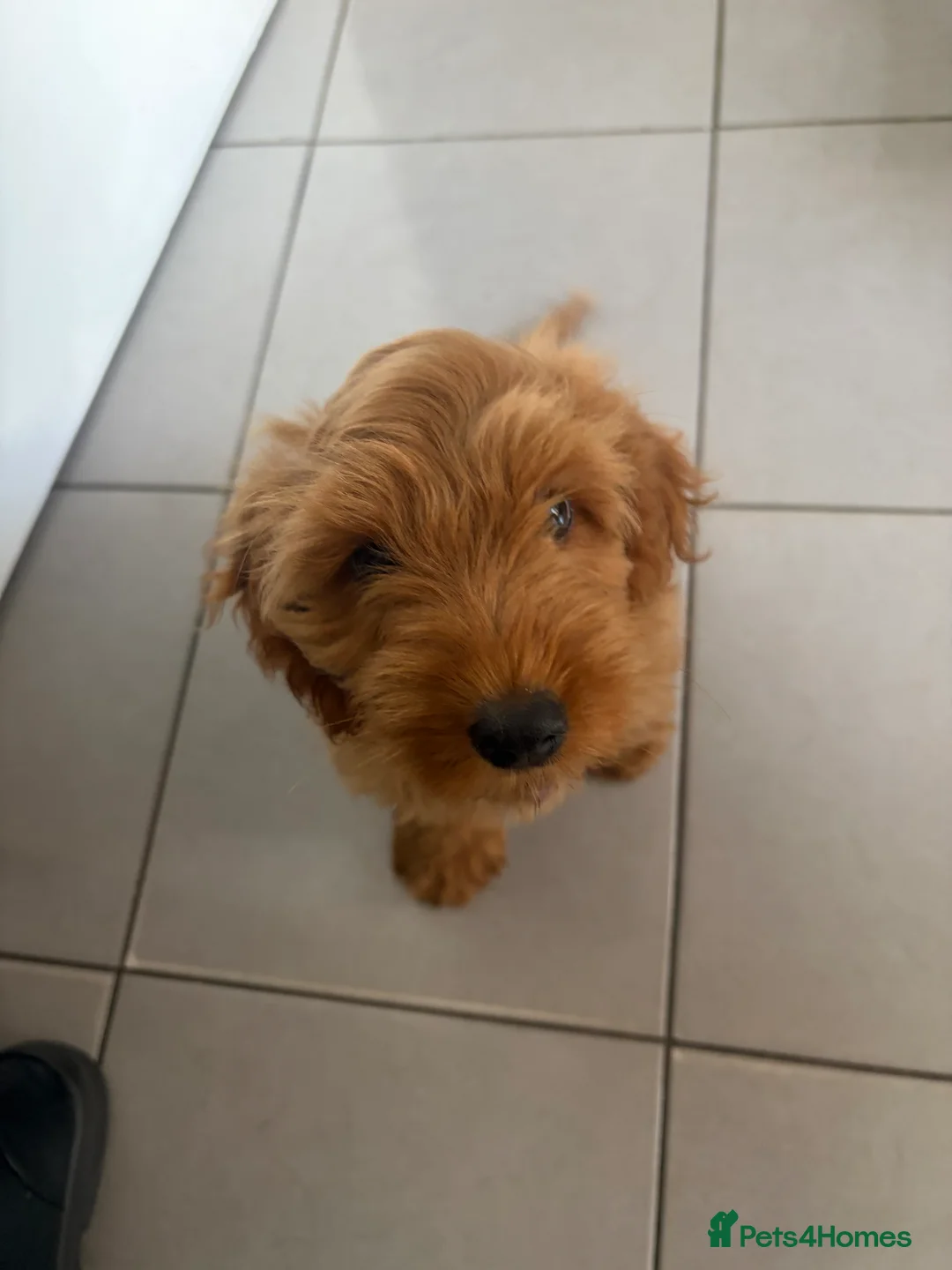 Cockapoo dogs for sale: Cockapoo - Advert 1