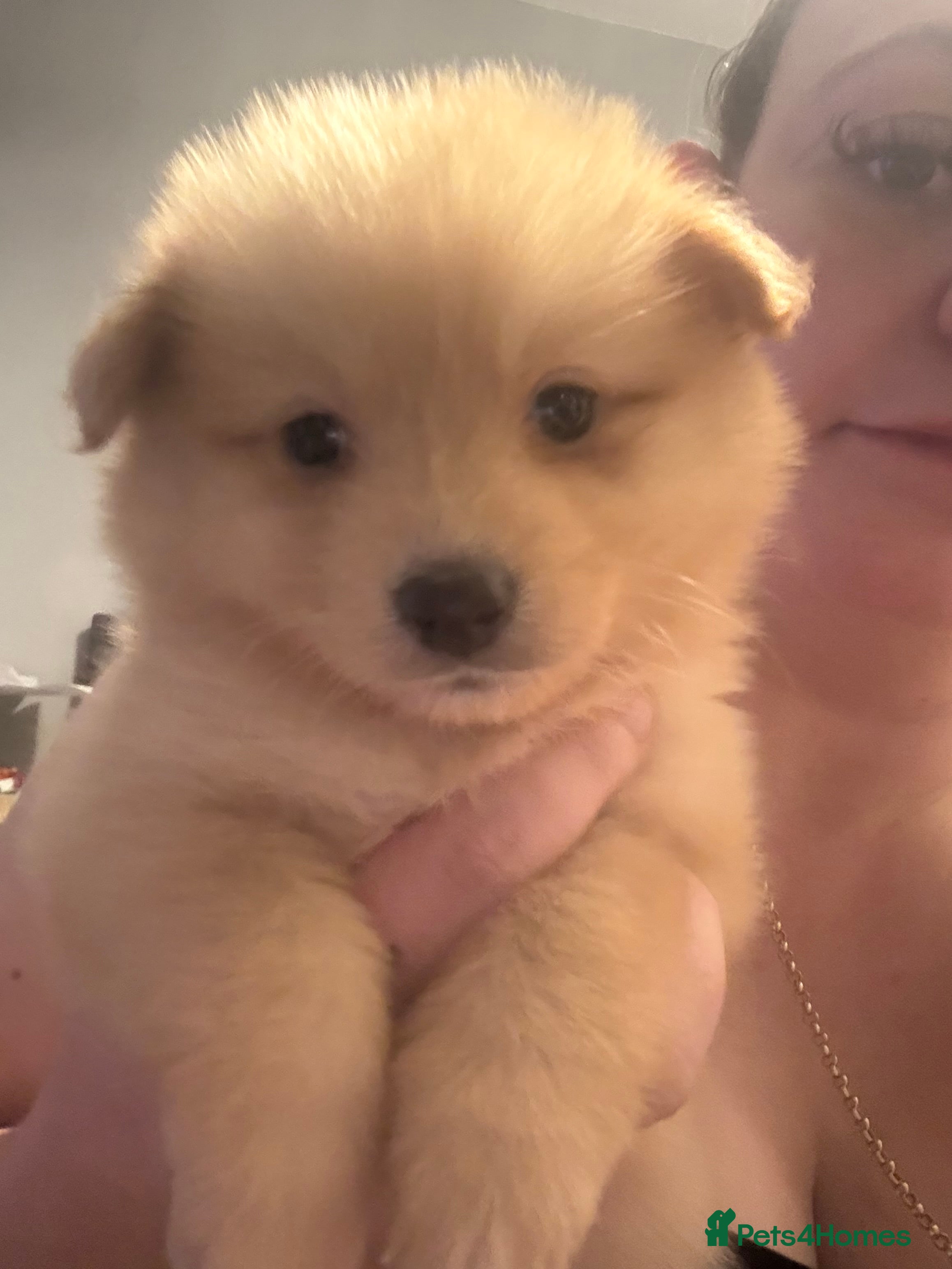 Pomeranian dogs STANDARD size poms 🦊 - Advert 18