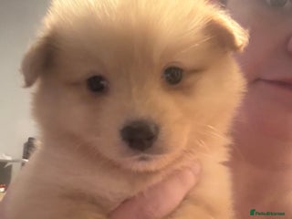 Pomeranian dogs STANDARD size poms 🦊 - Advert 3