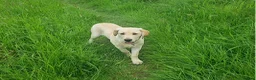 Labrador Retriever dogs for sale: affectionate Labrador retriever girl for sale in Edinburgh - Advert 3
