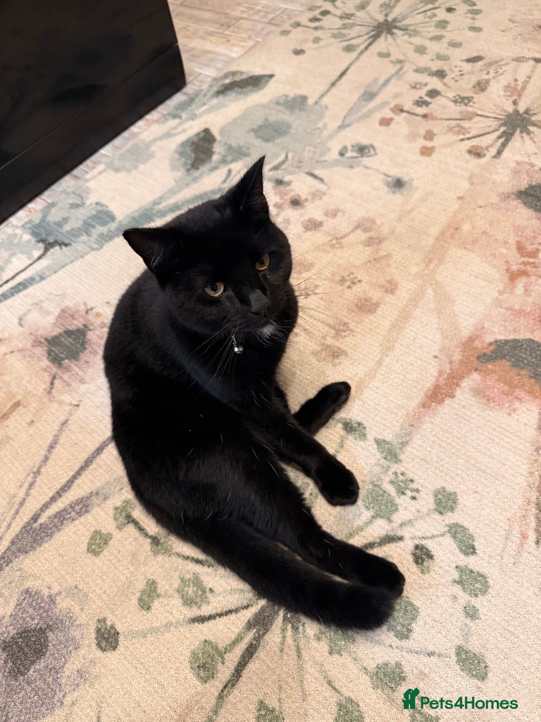 Balinese cats for sale: Cat for sale - Advert 3