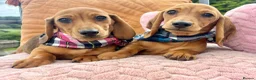 Dachshund dogs for sale: BEAUTIFUL MINI DACHSHUNDS PRA CLEAR & KC REG - Advert 23