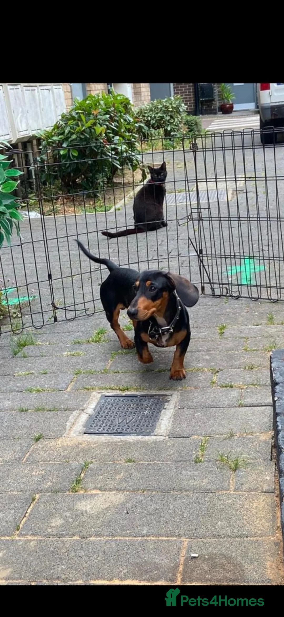 Dachshund dogs for sale: miniature dachshund boy in Enfield - Advert 7