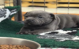 Staffordshire Bull Terrier dogs for sale: Amazing blue Staffordshire bull terrier puppies  in Stoke-on-Trent - Image 11