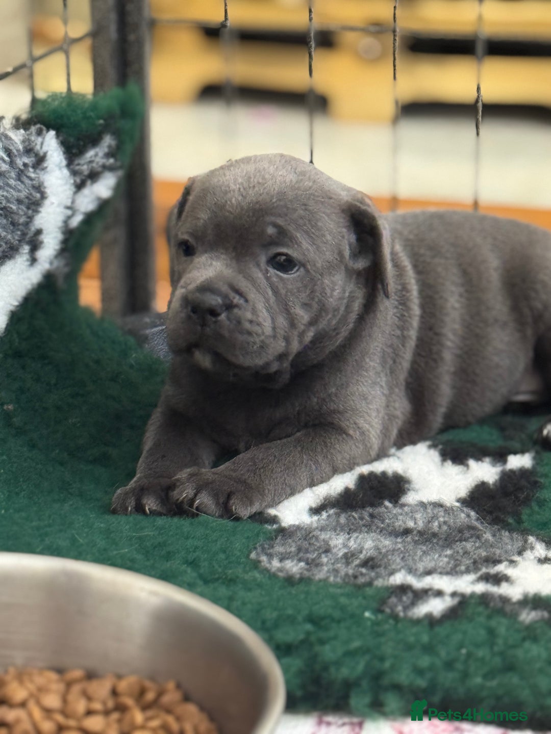 Staffordshire Bull Terrier dogs for sale: Amazing blue Staffordshire bull terrier puppies  in Stoke-on-Trent - Image 11