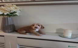 Cocker Spaniel dogs for sale: Stunning gold working cocker spaniel puppies!! - Image 2