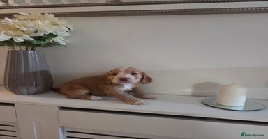 Cocker Spaniel dogs - Advert 16