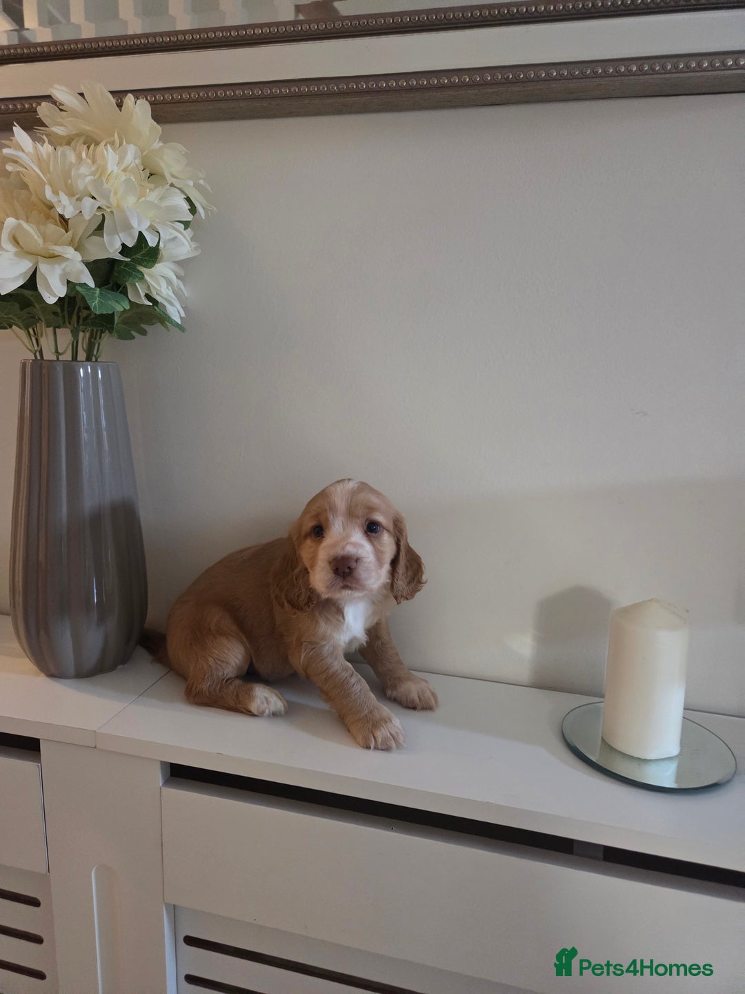 Cocker Spaniel dogs for sale: Stunning gold working cocker spaniel puppies!! - Image 2
