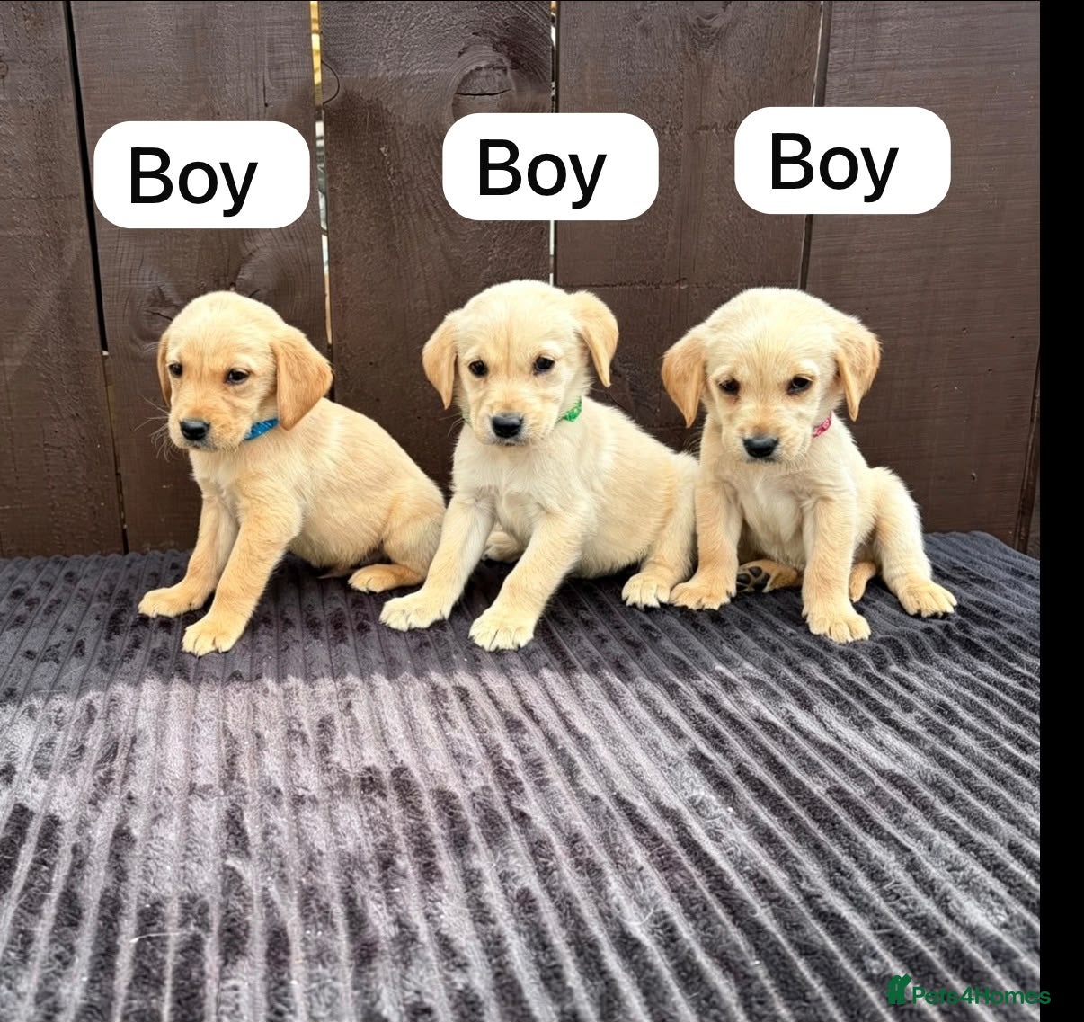Goldador dogs Goldador puppies 9 available  - Advert 1