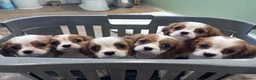 Cavalier King Charles Spaniel dogs for sale: Advert for my mum cavalier king puppies - Advert 3