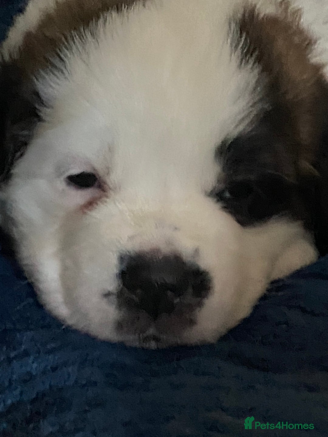 Saint Bernard dogs for sale: Gorgeous Saint Bernard puppies looking for homes - Image 16