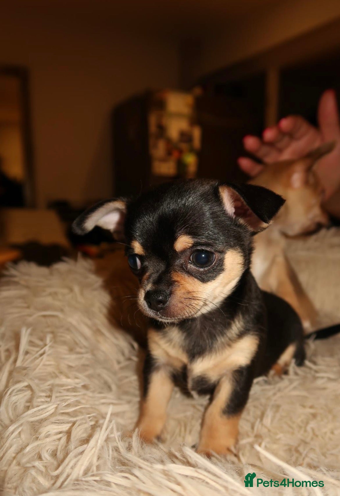 Chihuahua dogs Chihuahua puppies  - Advert 1