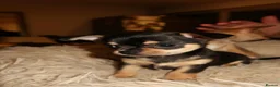 Chihuahua dogs for sale: Chihuahua puppies  - Advert 1