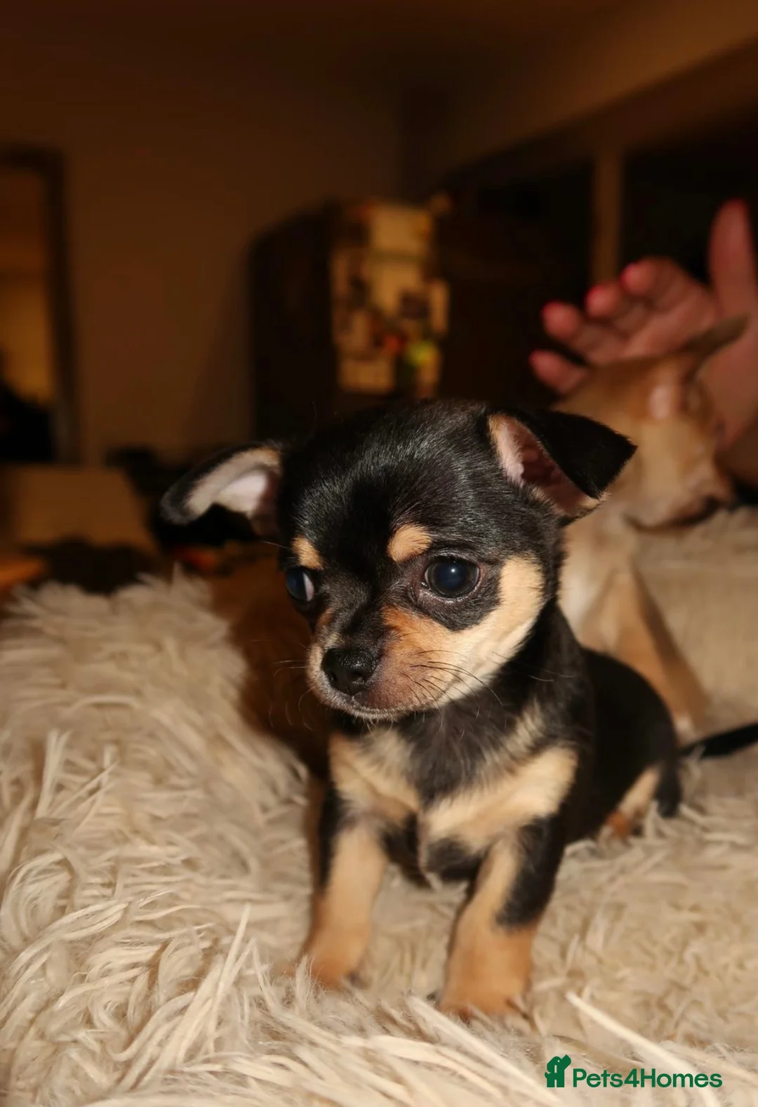 Chihuahua dogs for sale: Chihuahua puppies  - Advert 1