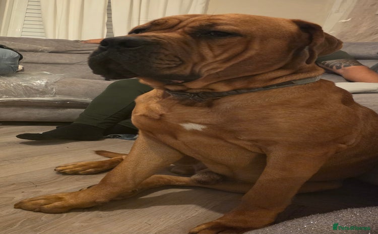 Mixed Breed dogs Adorable Bull Bordeaux Puppies  - Advert 5