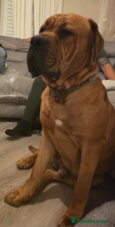 Mixed Breed dogs Adorable Bull Bordeaux Puppies - Advert 3