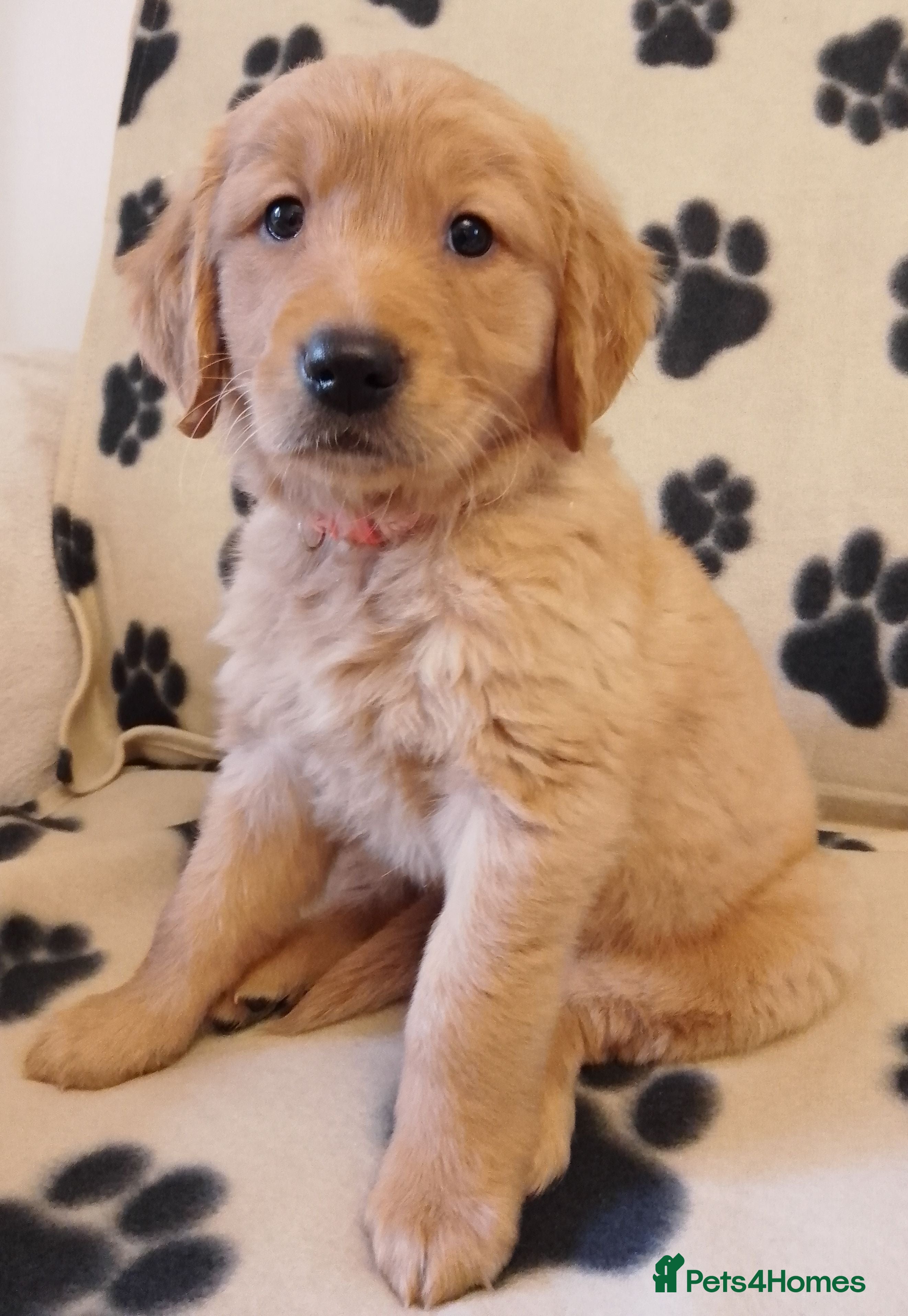 Golden Retriever dogs Golden retriever puppies  - Advert 1