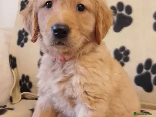 Golden Retriever dogs Golden retriever puppies - Advert 1