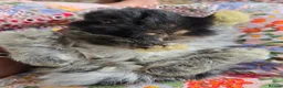 Mini Lion Lop rabbits for sale: Beautiful double maine lop sisters  - Advert 6