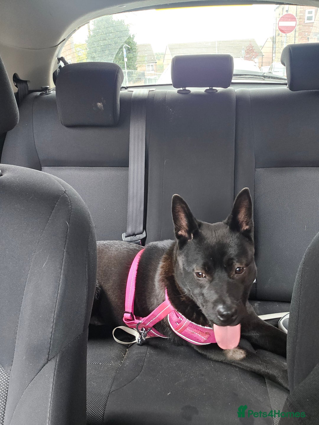 Mixed Breed dogs for sale: Raine - Advert 3