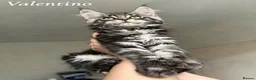 Maine Coon cats for sale: Champion line Maine Coon Kittens- TICA Registered  - Advert 6