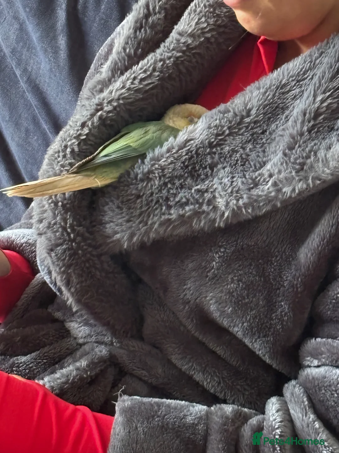 Conures birds for sale: Green cheek conure and cage comes with everything - Advert 3