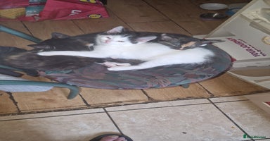 Mixed Breed cats - Advert 12