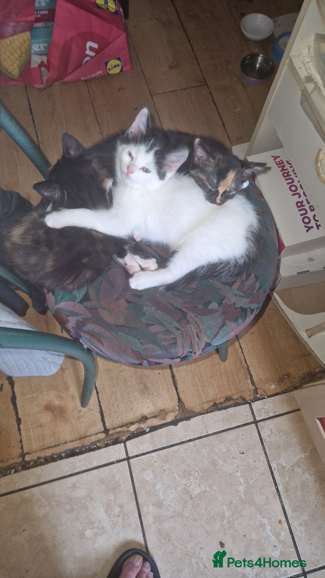 Mixed Breed cats for sale: Kittens for sale  - Image 2