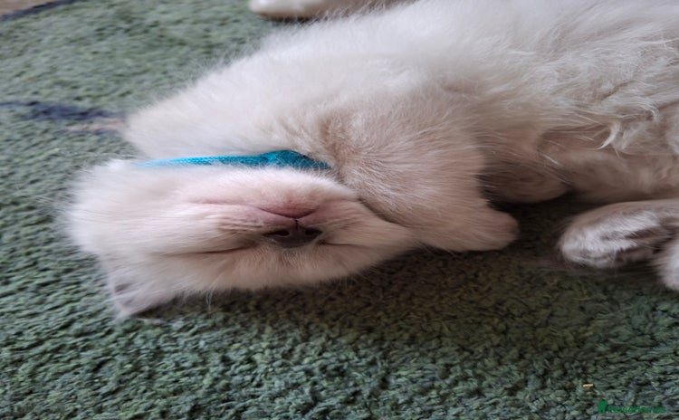 Ragdoll cats - Advert 2