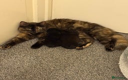 Maine Coon cats for sale: Part Maine coon female kitten  - Image 4