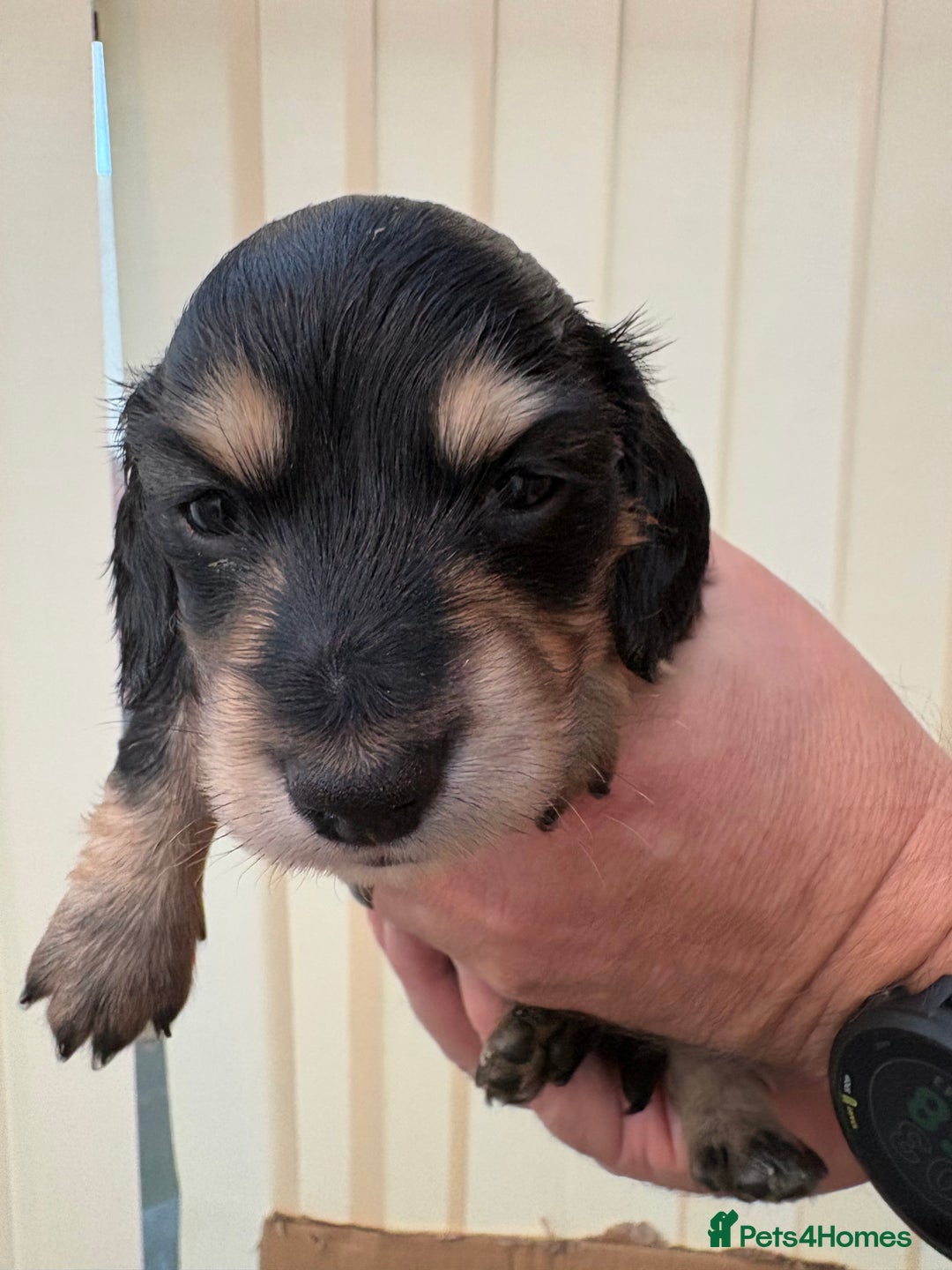 Miniature Dachshund dogs for sale: Stunning litter of Mini Long Haired Dachshunds - Advert 5