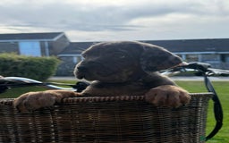 Cane Corso dogs for sale: Cane corsos 2 weeks left  in Cramlington - Image 17