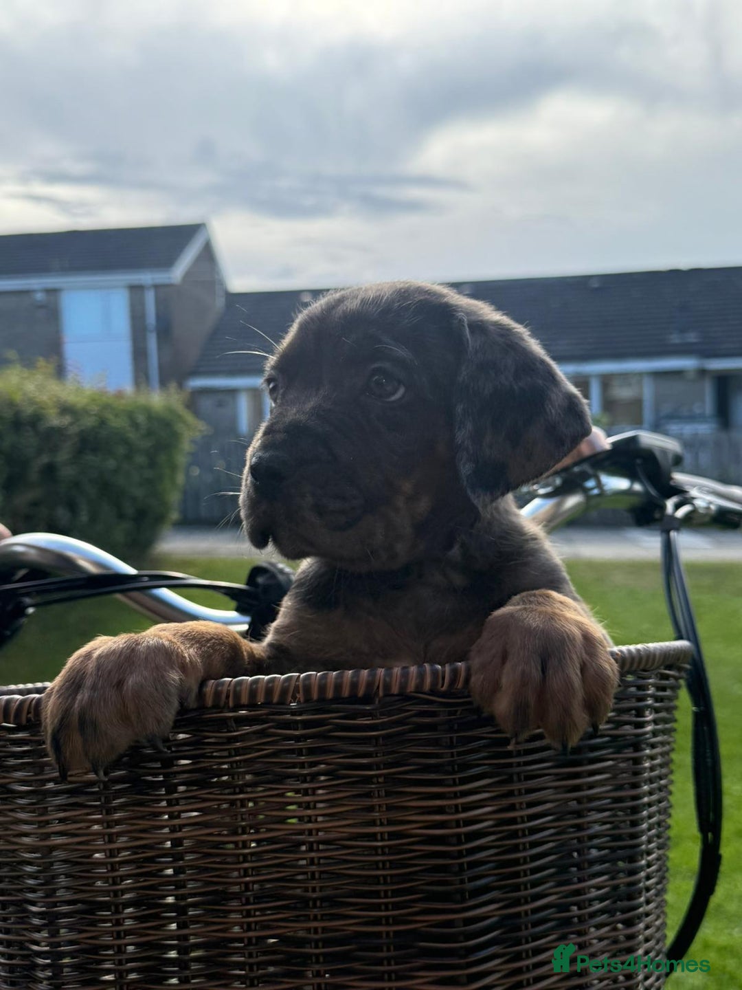 Cane Corso dogs for sale: Cane corsos 2 weeks left  in Cramlington - Image 17