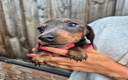 Miniature Dachshund dogs for sale: Miniature dachshund puppies  - Image 13