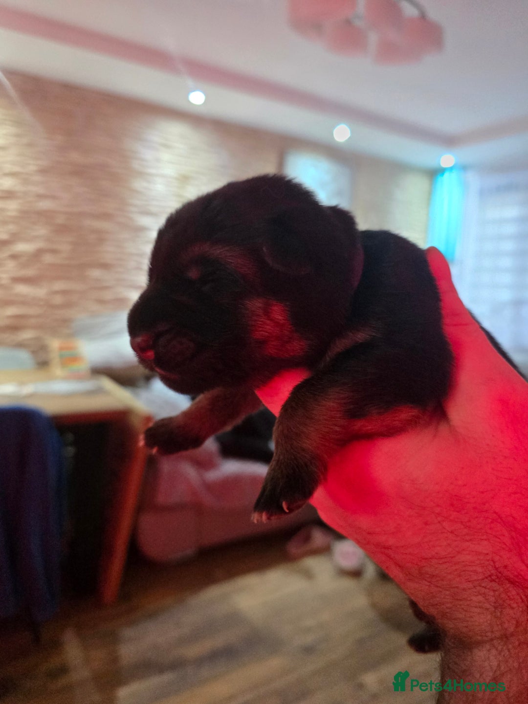 German Shepherd dogs for sale:  Exceptional German Shepherd Dog Puppies – KC Reg - Advert 21