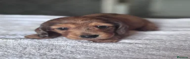 Miniature Dachshund 5