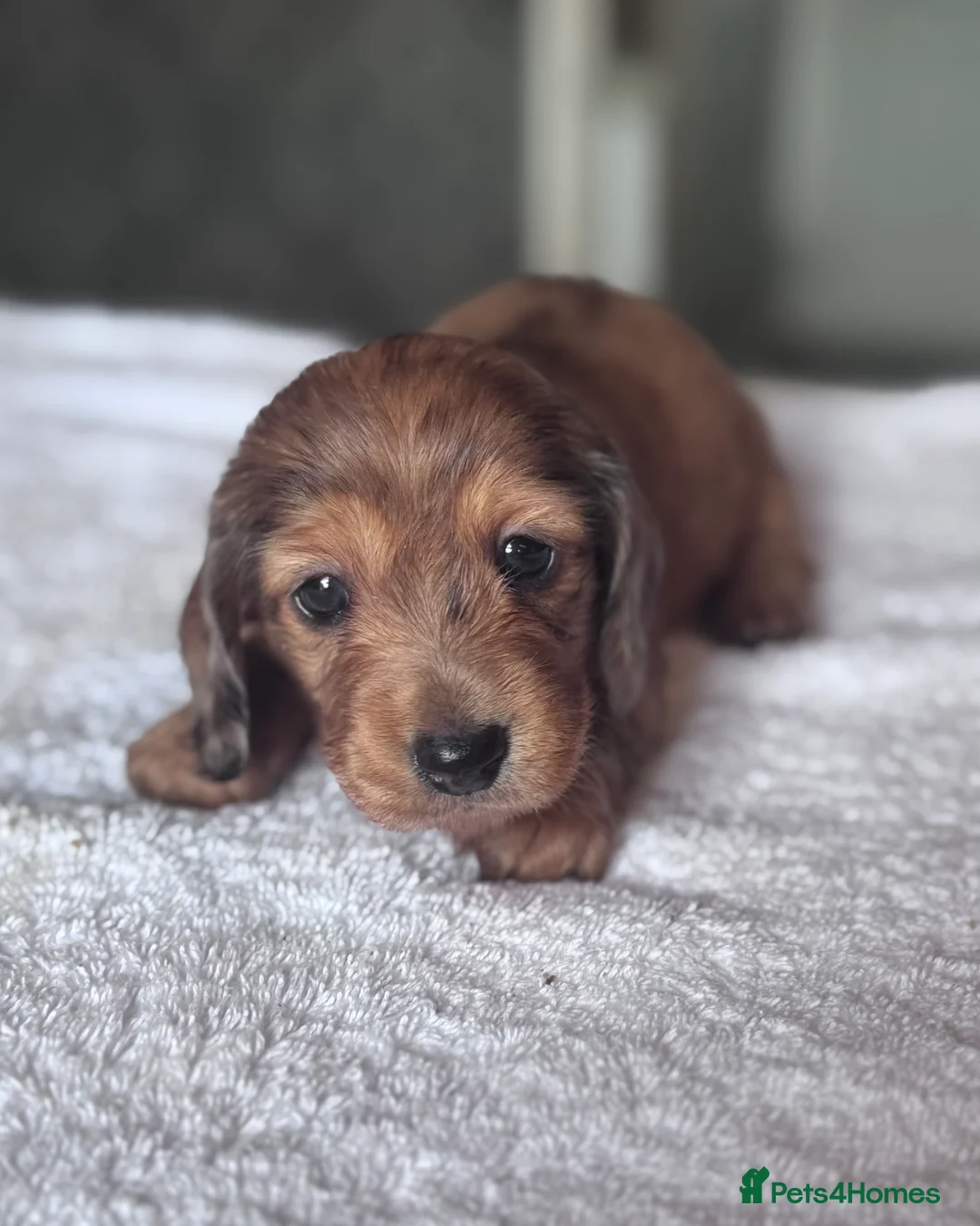Miniature Dachshund dogs for sale: Beautiful long hairs mini dachunds  - Advert 2