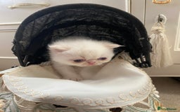 Exotic cats for sale: Outstanding exotic kittens  - Image 10