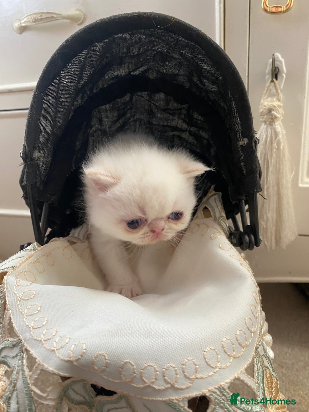 Exotic cats for sale: Outstanding exotic kittens  - Image 10