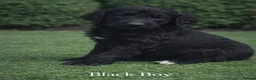 Goldendoodle dogs for sale: Beautiful miniature F1 Goldendoodle - Advert 28