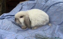 Mini Lop rabbits for sale: Mini lops  - Image 6