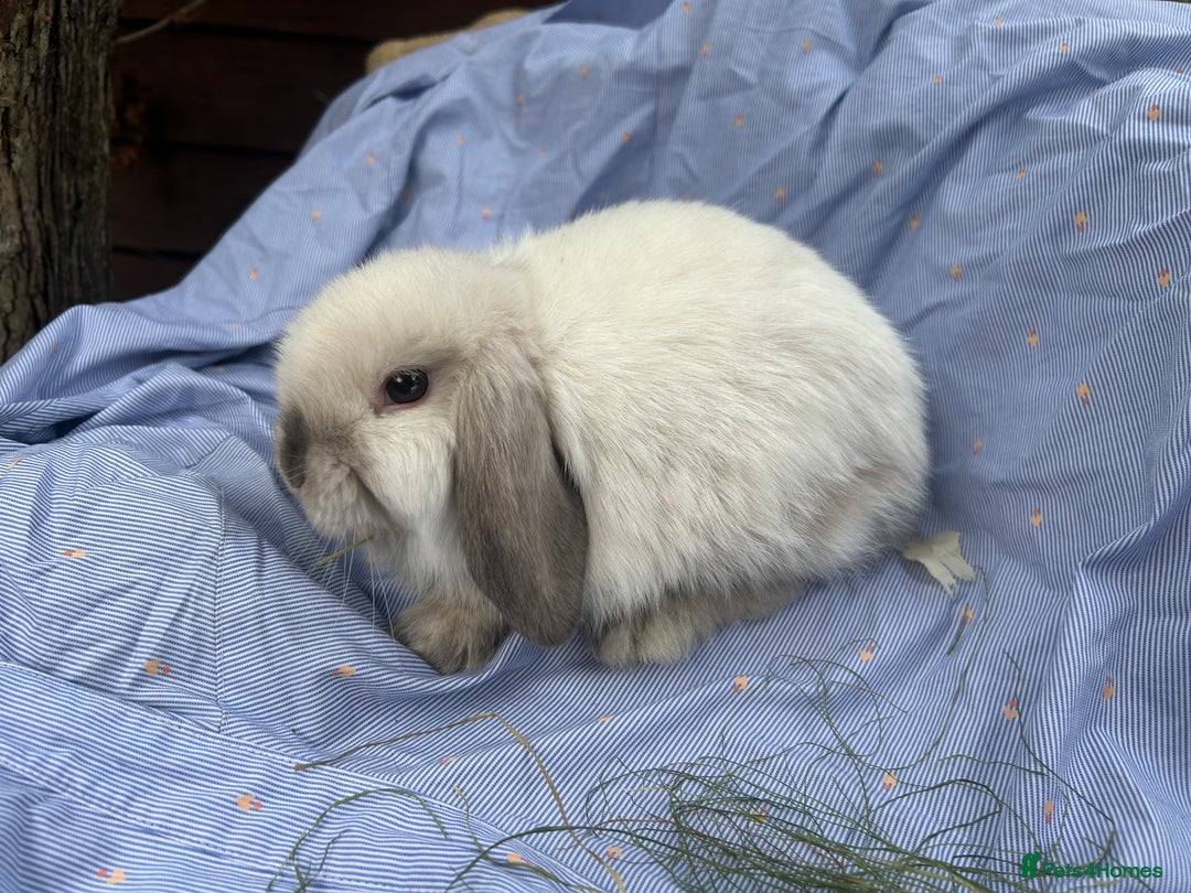 Mini Lop rabbits for sale: Mini lops  - Image 6