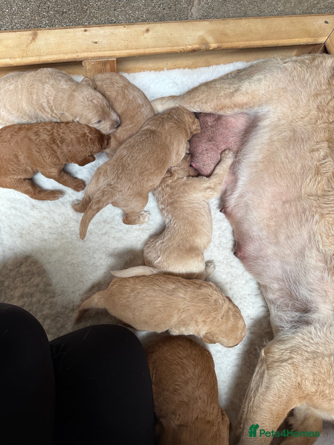 Labradoodle dogs for sale: Health tested chunky and fluffy labradoodles  - Image 31