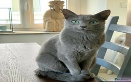 Russian Blue cats for sale: ✨RUSSIAN BLUE KITTEN FOR SALE  - Image 4