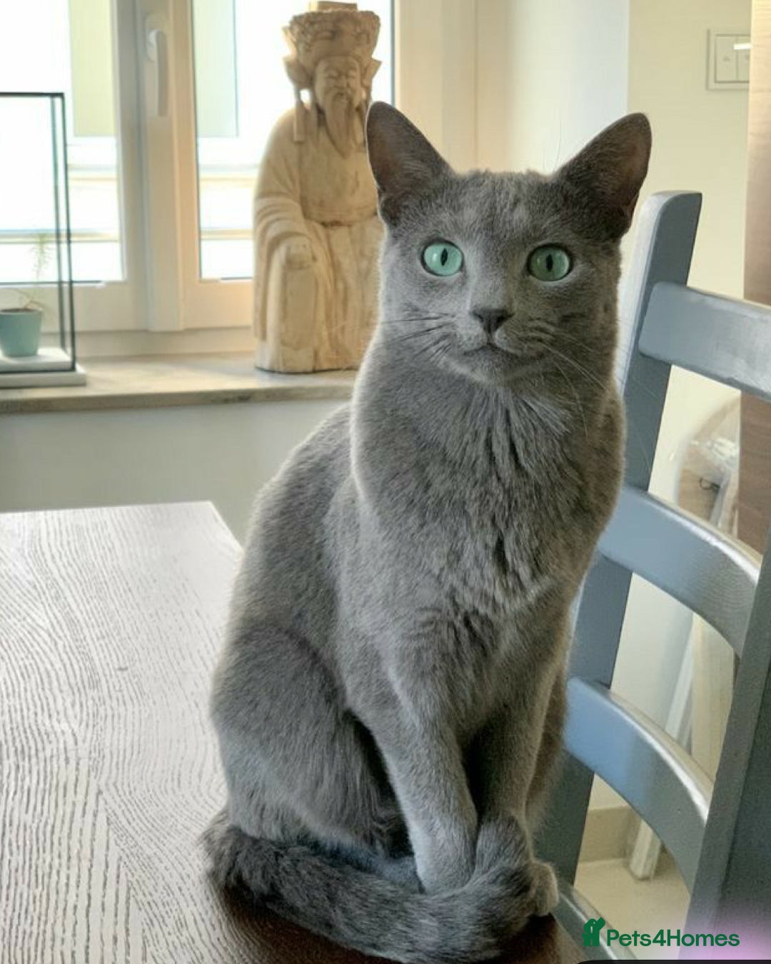 Russian Blue cats for sale: ✨RUSSIAN BLUE KITTEN FOR SALE  - Image 4