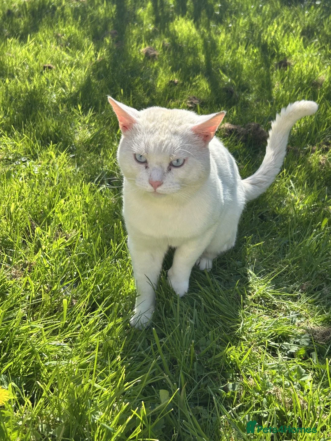 Domestic Shorthair cats for sale: Binky - Advert 1