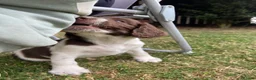 English Springer Spaniel dogs for sale: Gorgeous springer spaniel pups - Advert 10