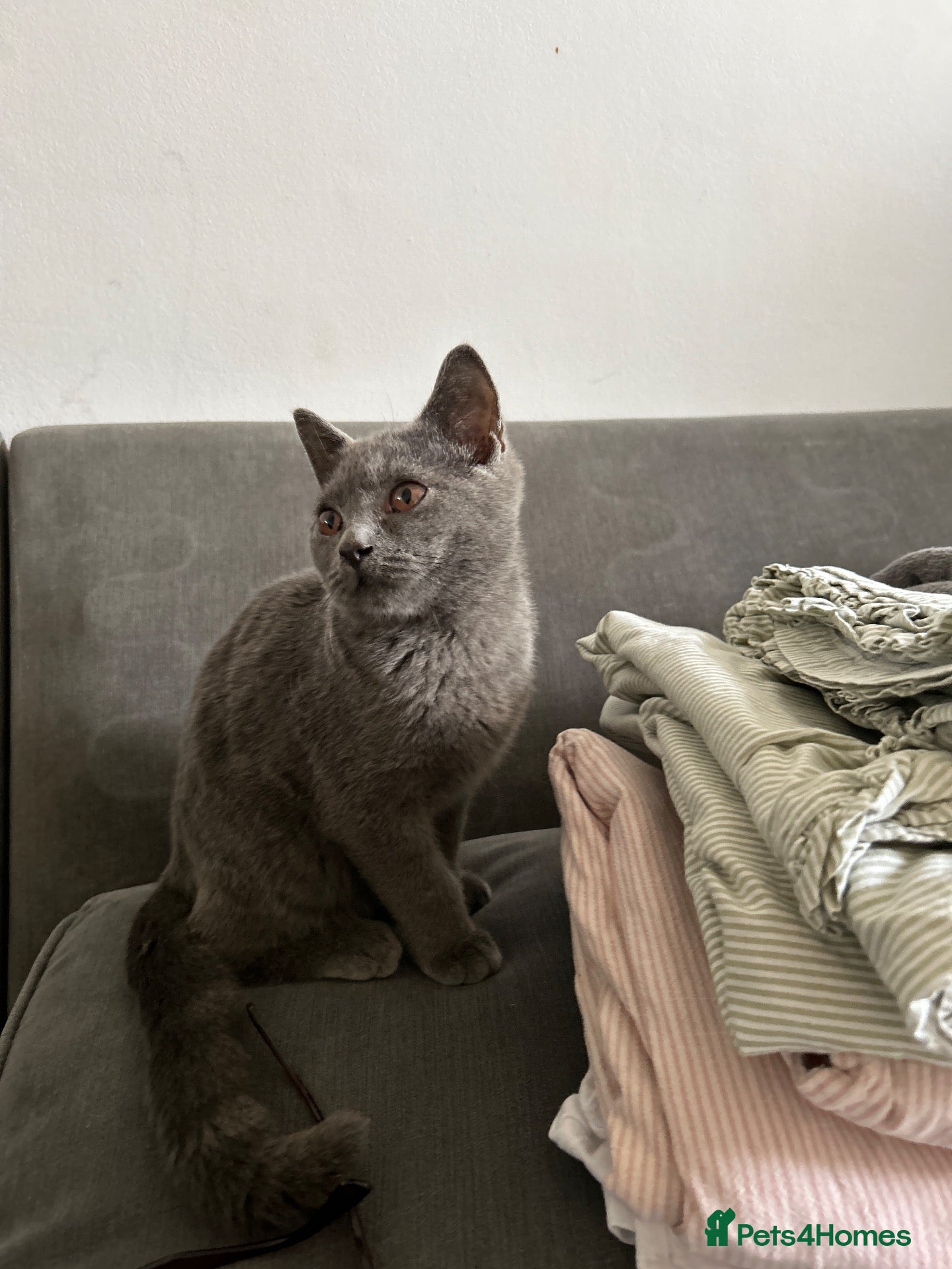 British Shorthair cats Beautiful Boy British Shorthairs for Sale  - Advert 1