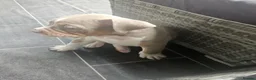 Olde English Bulldogge dogs for sale: Olde english bulldog - Advert 18