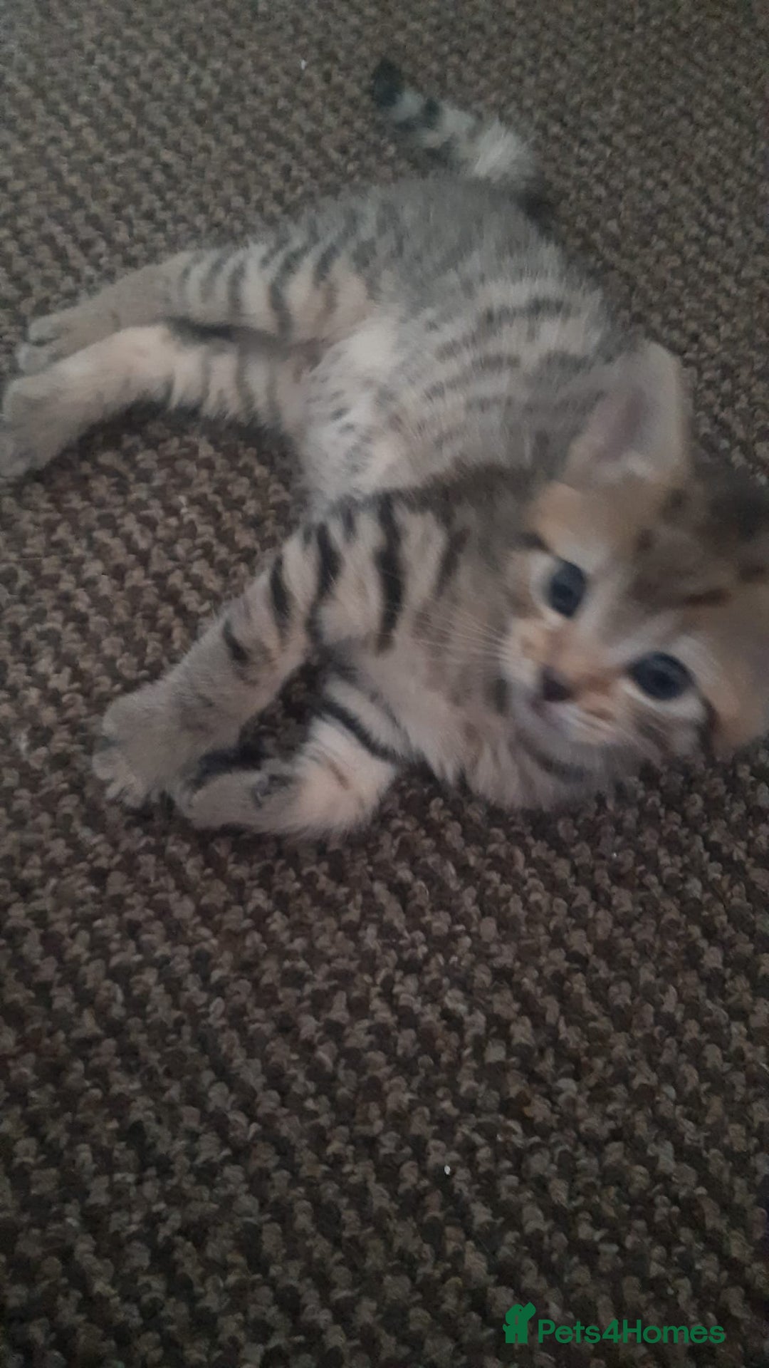 Mixed Breed cats for sale: Male tabby  - Image 6